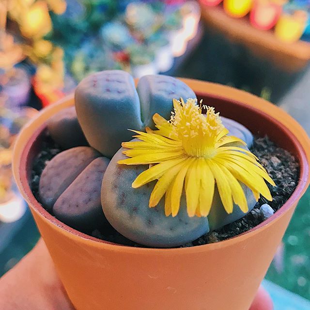 Lithops - Stone Plant