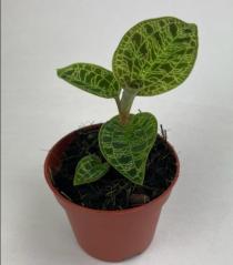 Jewel Orchid Mini