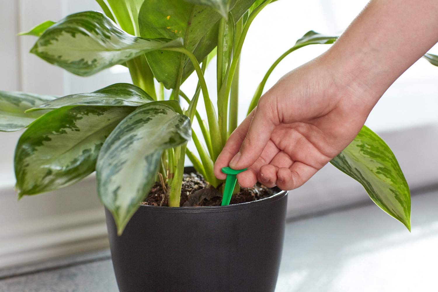 How to fertilize indoor plants Idea