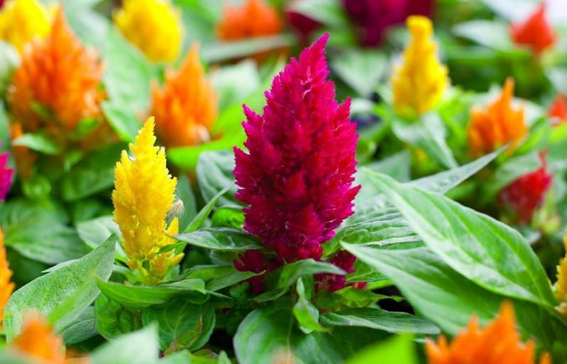 Celosia Outdoor