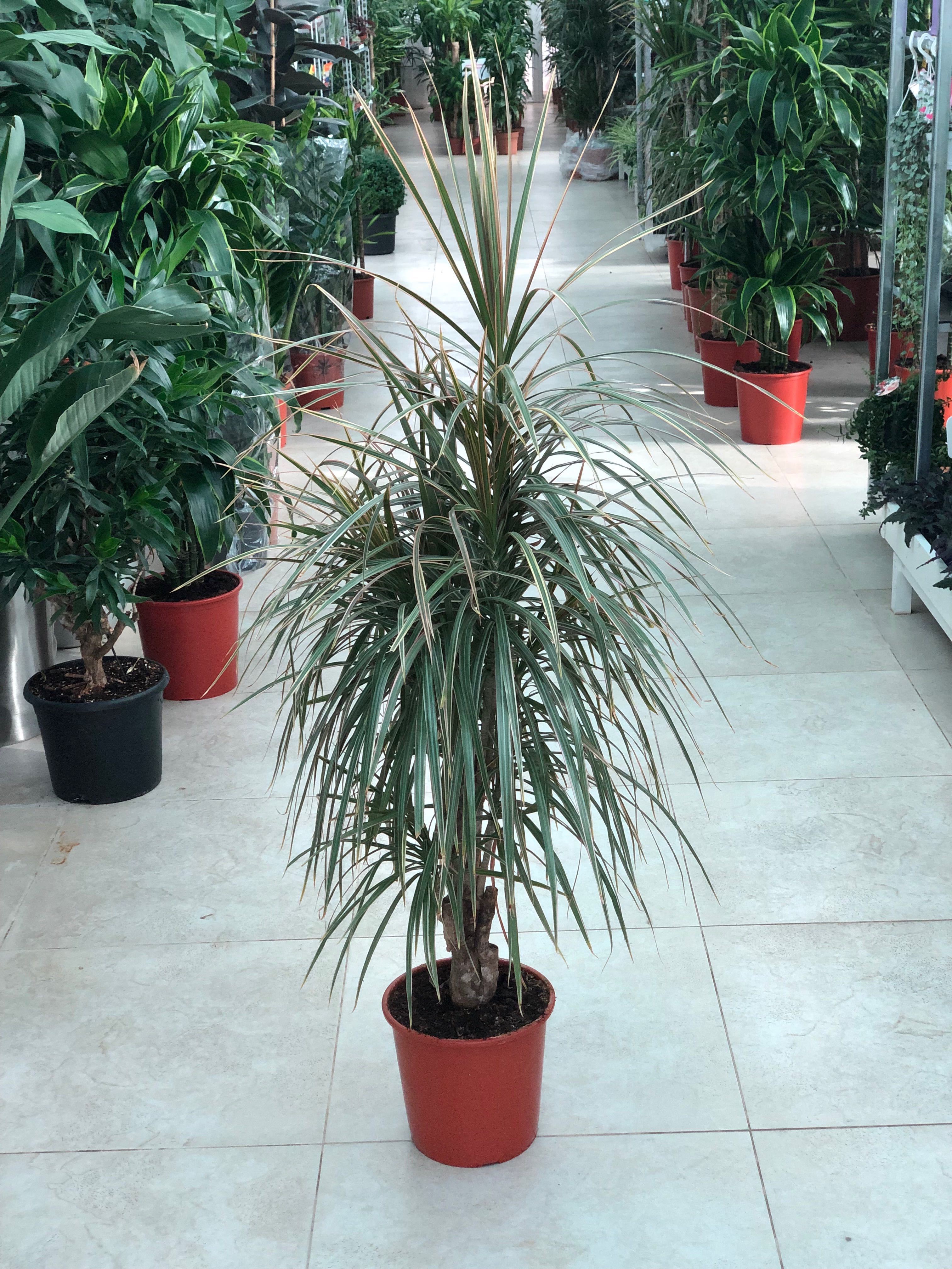 dragon tree - dracaena marginata - indoor plants