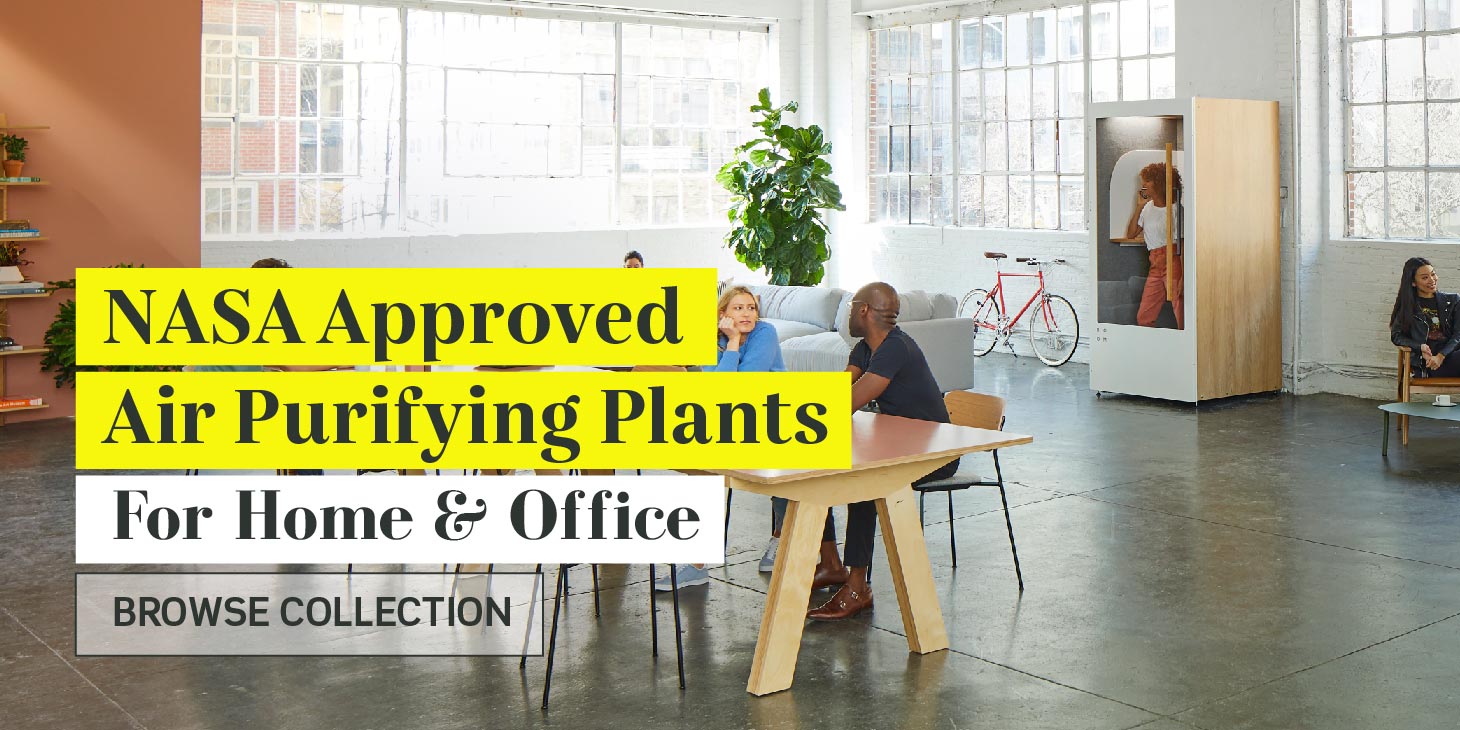 NASA Approved air purifying plants