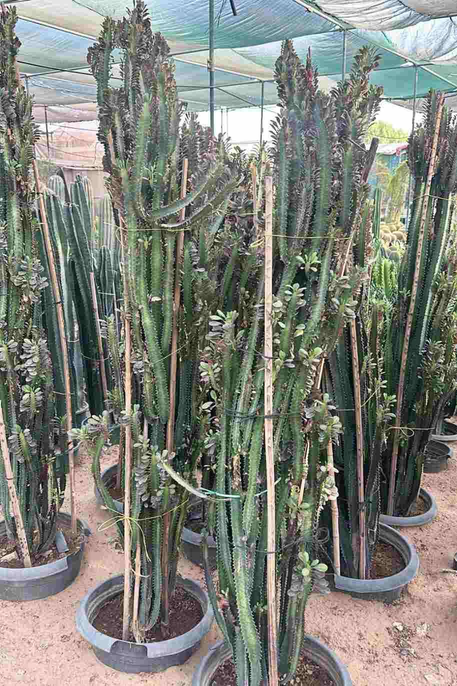 African Cathedral Cactus