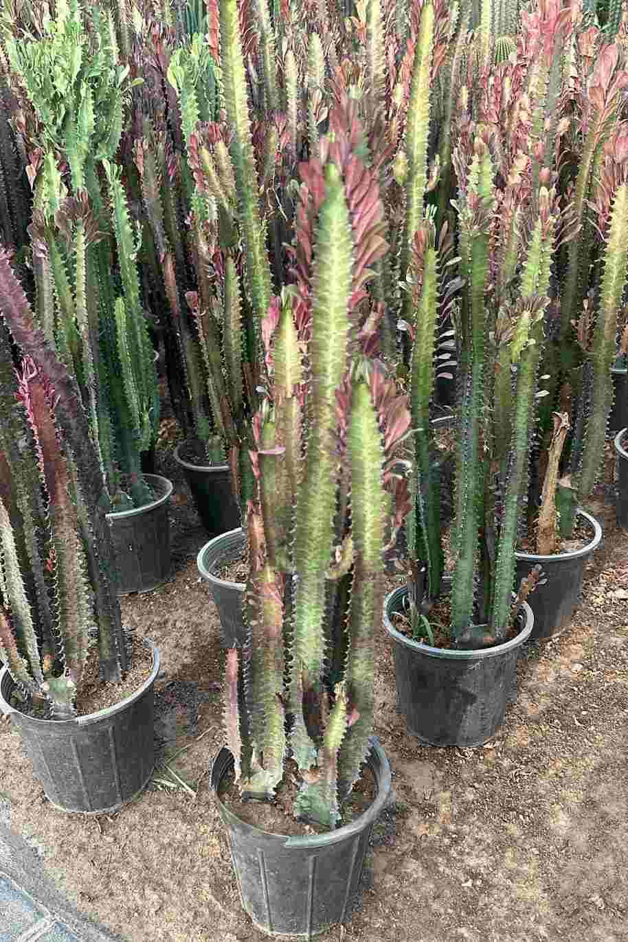 Euphorbia Trigona Rubra