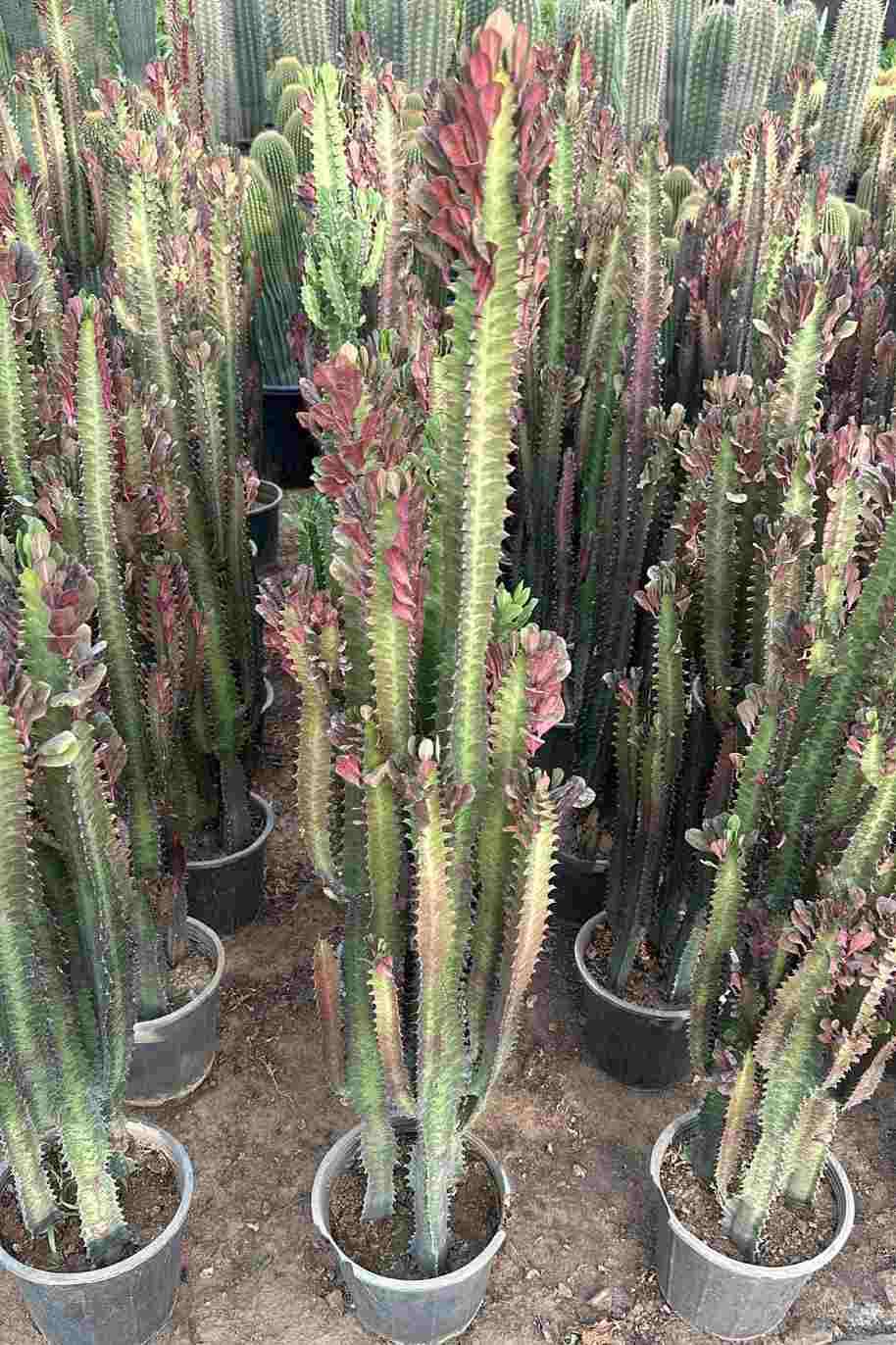 African Cathedral Cactus