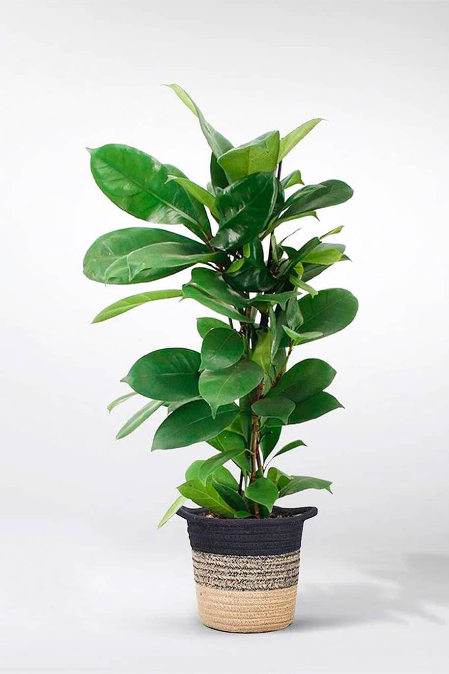 African Fig indoor plant - indoor plants in Dubai - exotic indoor plant