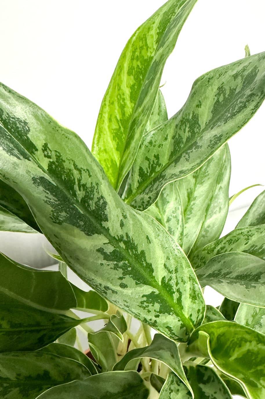 Aglaonema Hybrid 3