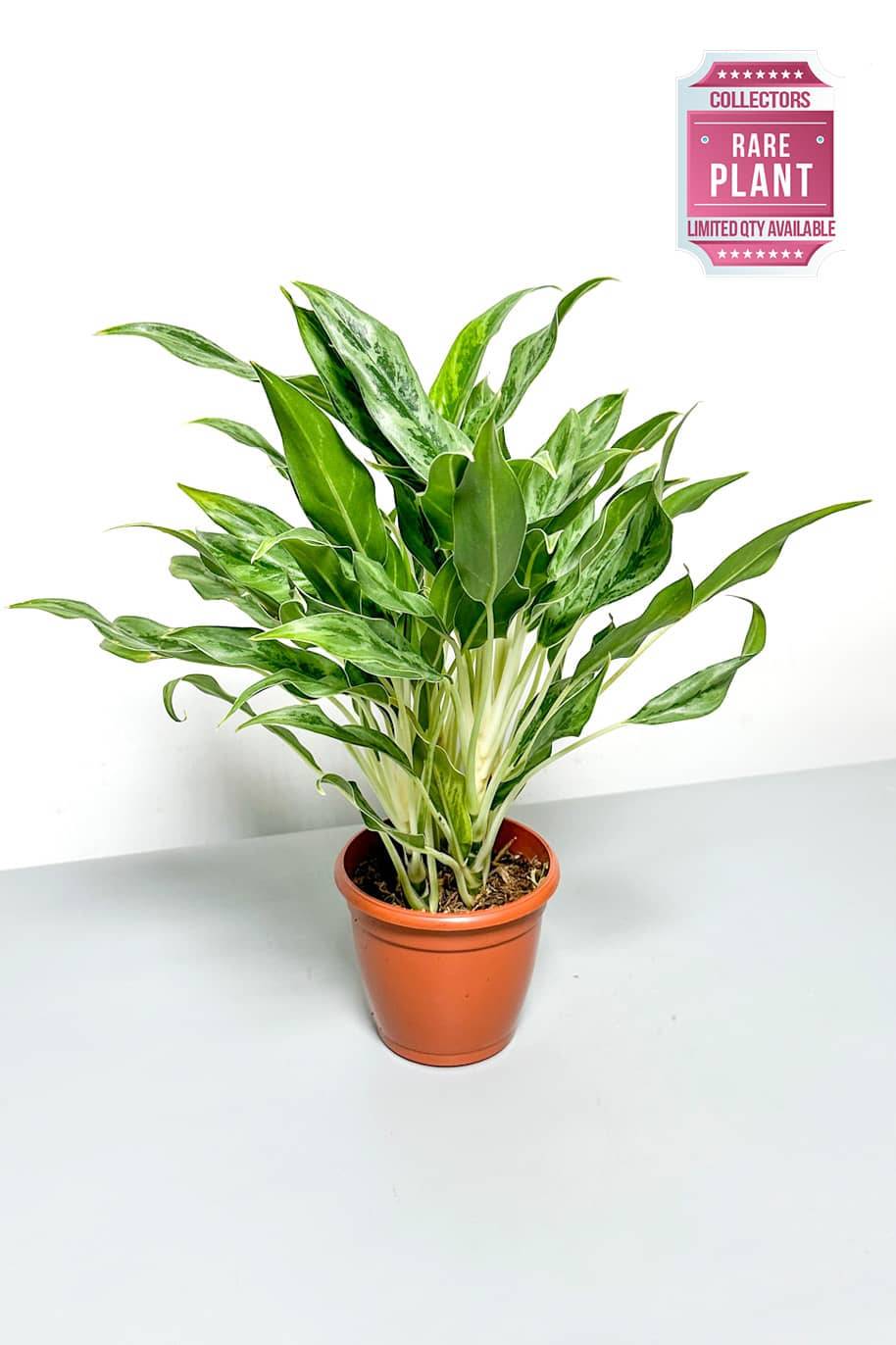 Aglaonema Hybrid 3