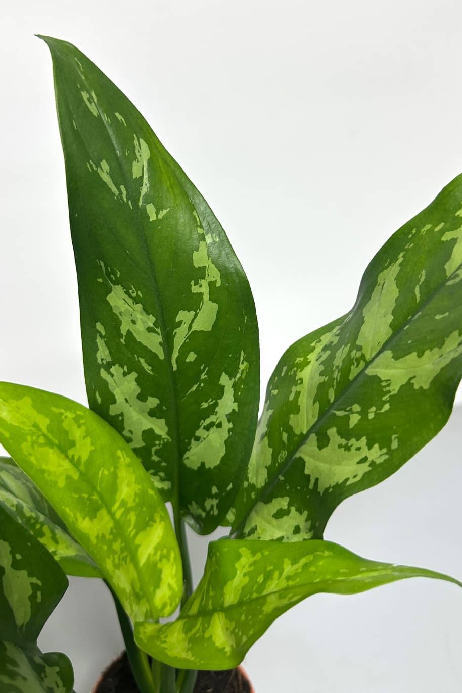 Aglaonema Maria Mini