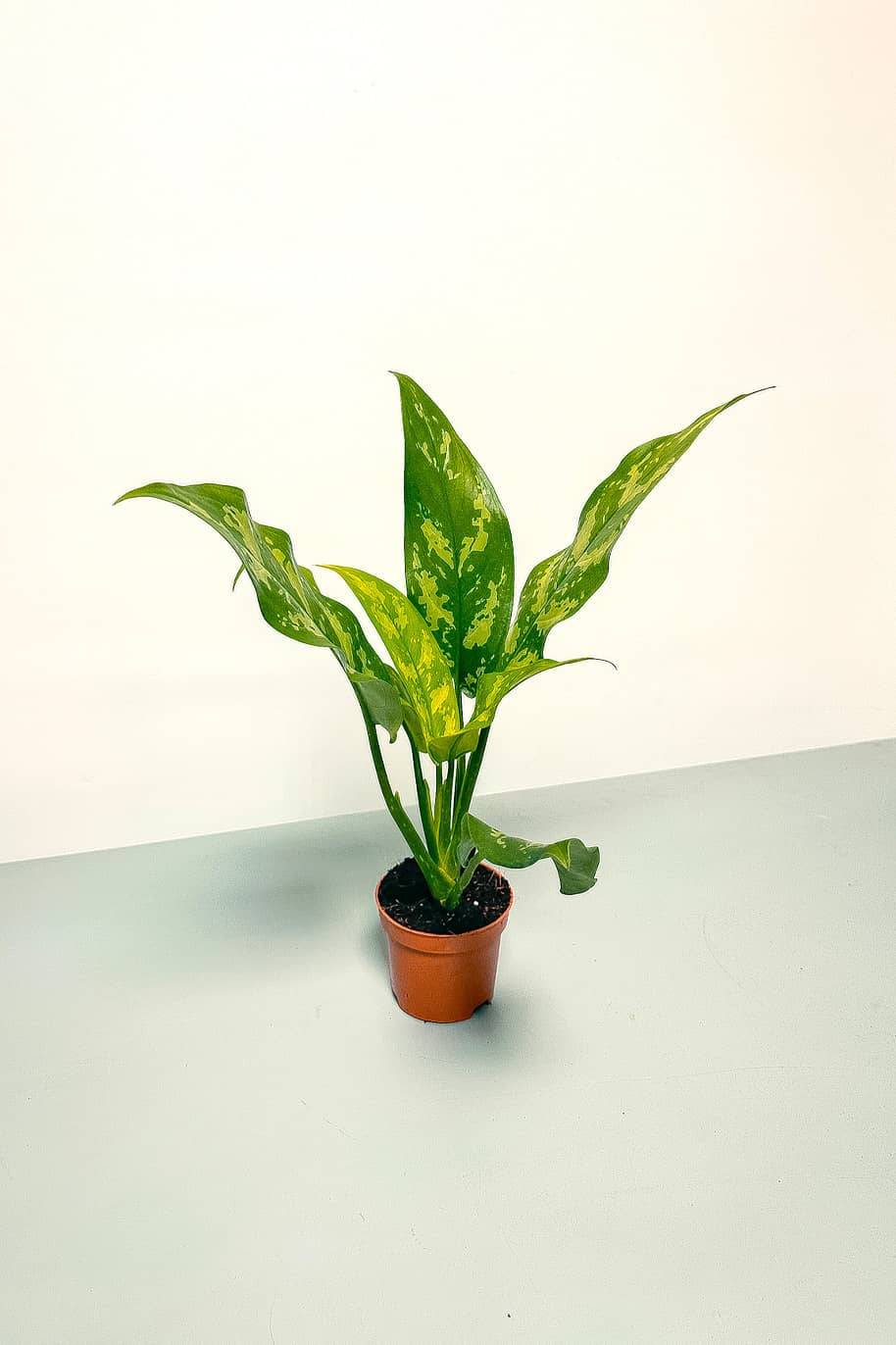 Aglaonema Maria Mini