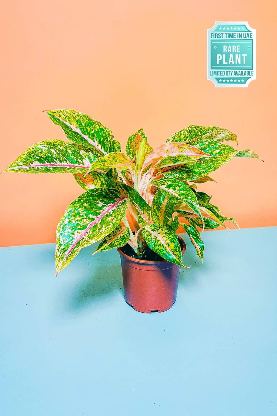 Aglaonema Night sparkle indoor plant - air purifying indoor plants in dubai