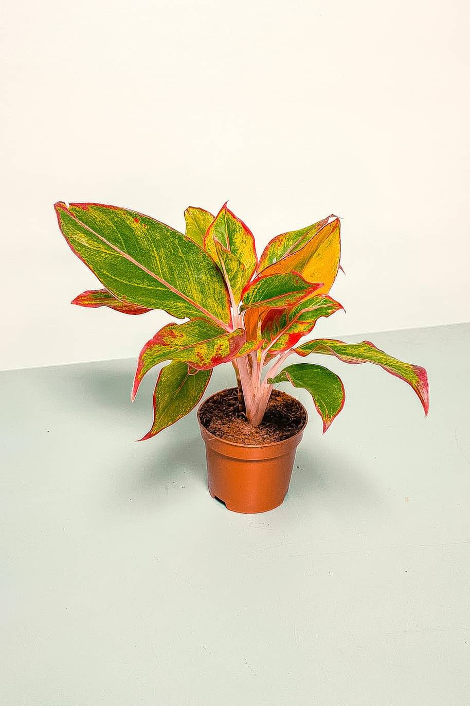 Aglaonema Red Mini