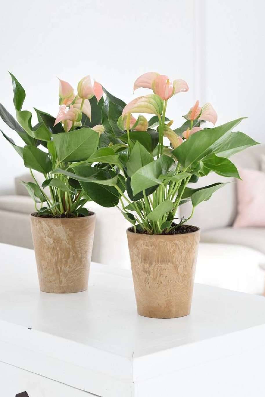 Anthurium Peach - Flowering - Indoor Plants | Plantshop.me