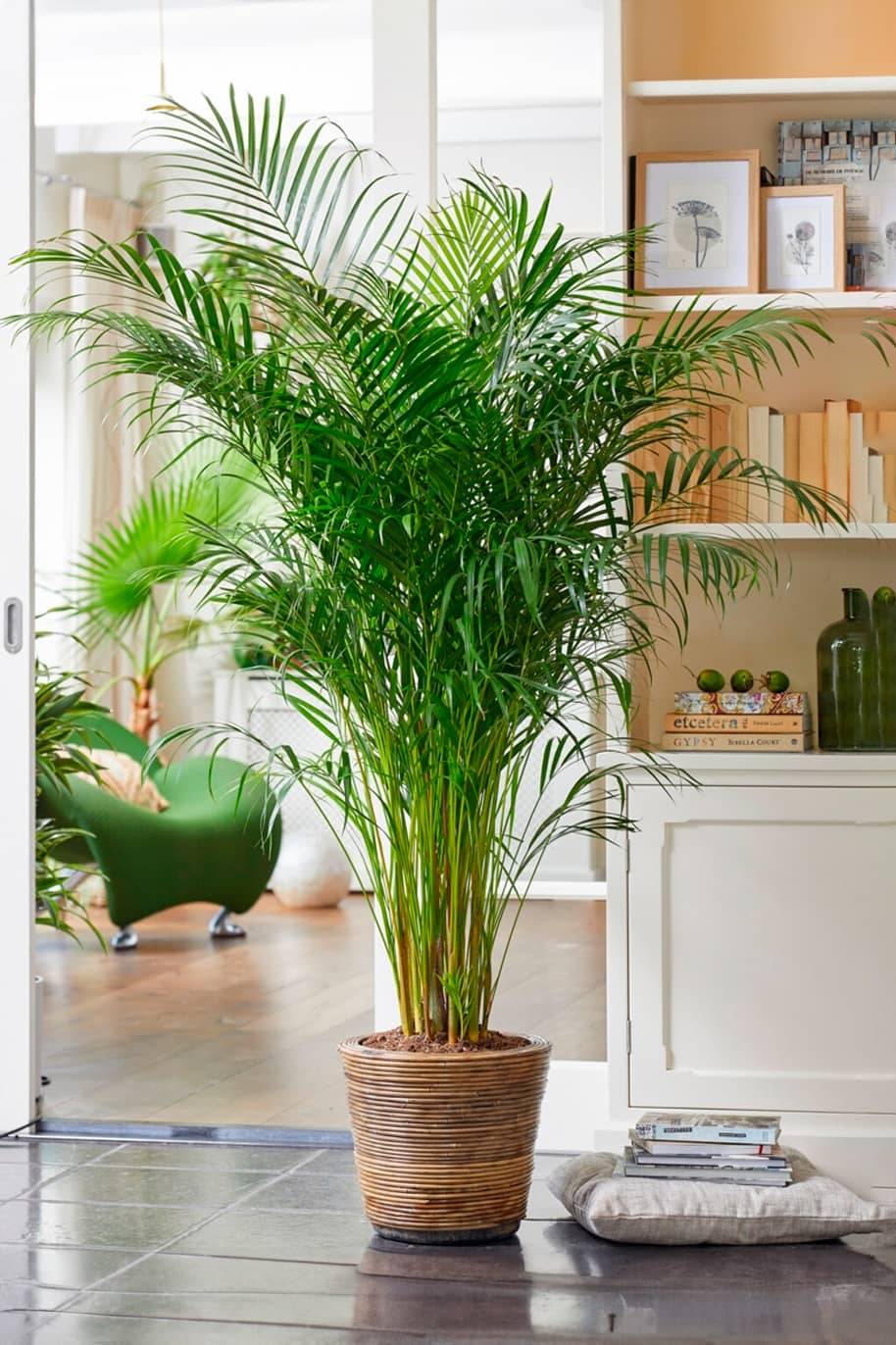 Areca Palm Holland (150-180)cm