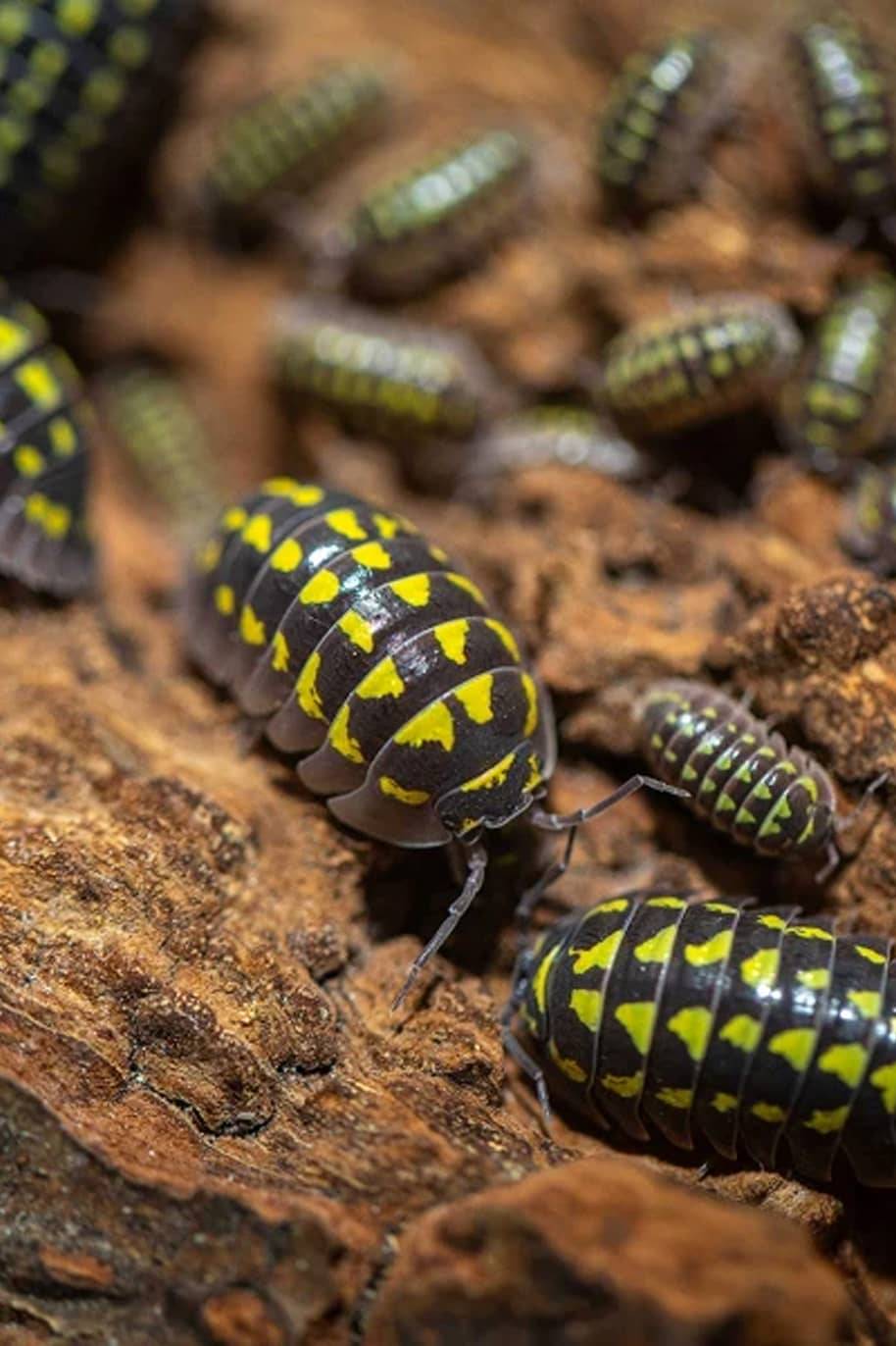 Armadillidium Gestroi Isopods