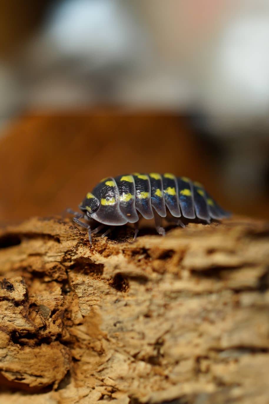 Armadillidium Gestroi Isopods