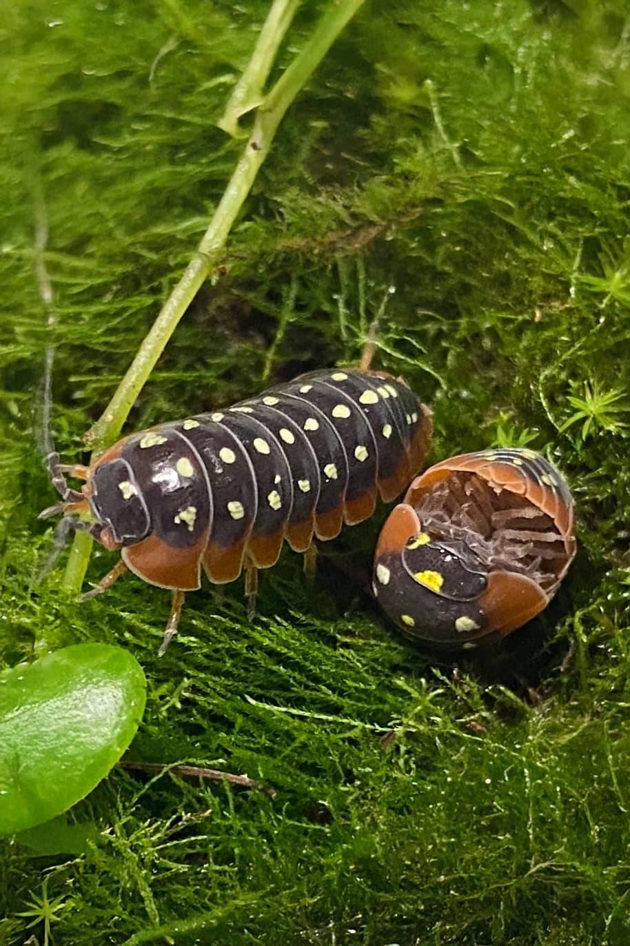 Armadillidium Klugii Isopods