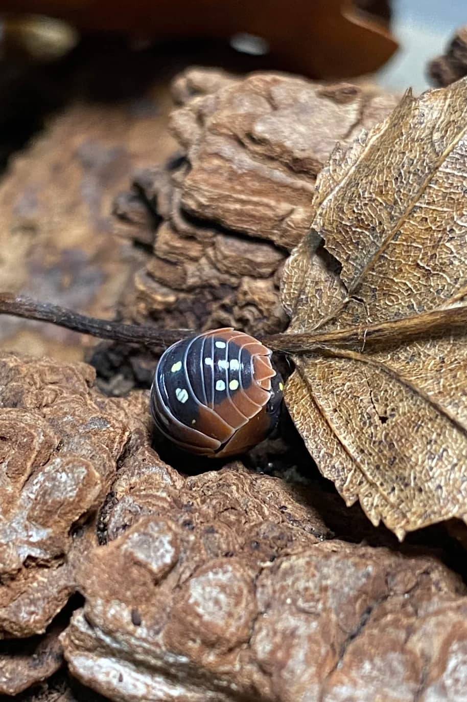 Armadillidium Klugii Isopods