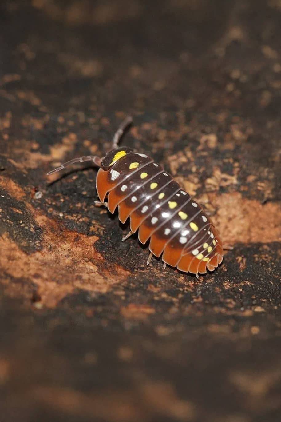 Armadillidium Klugii Isopods