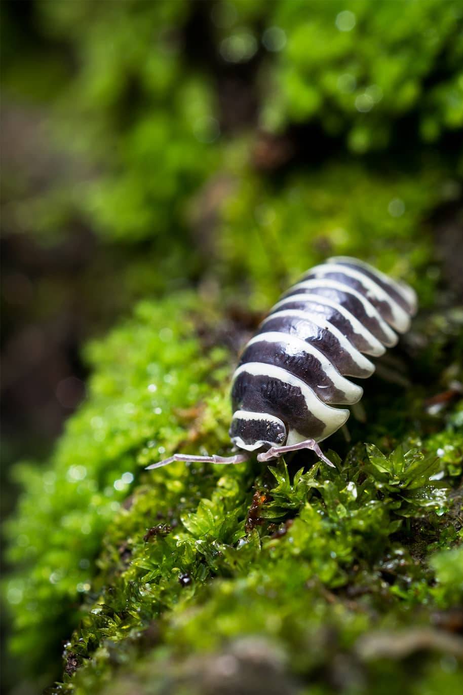 Armadillidium Maculatum Zebra Isopods