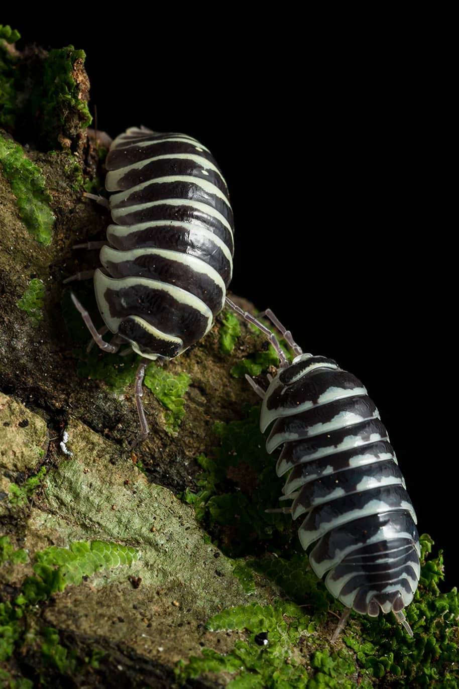 Armadillidium Maculatum Zebra Isopods