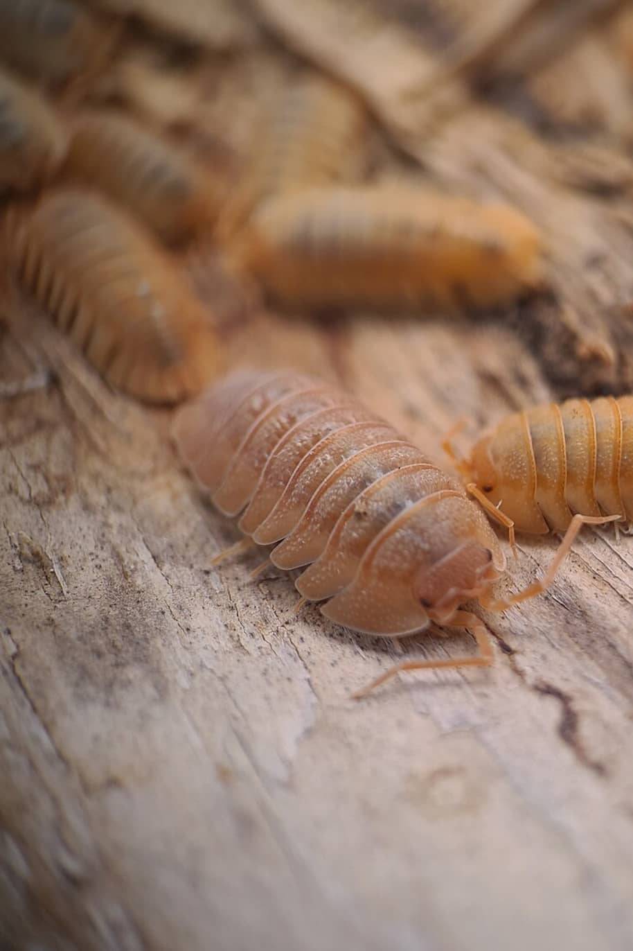 Armadillidium Pallasii Orange Isopods