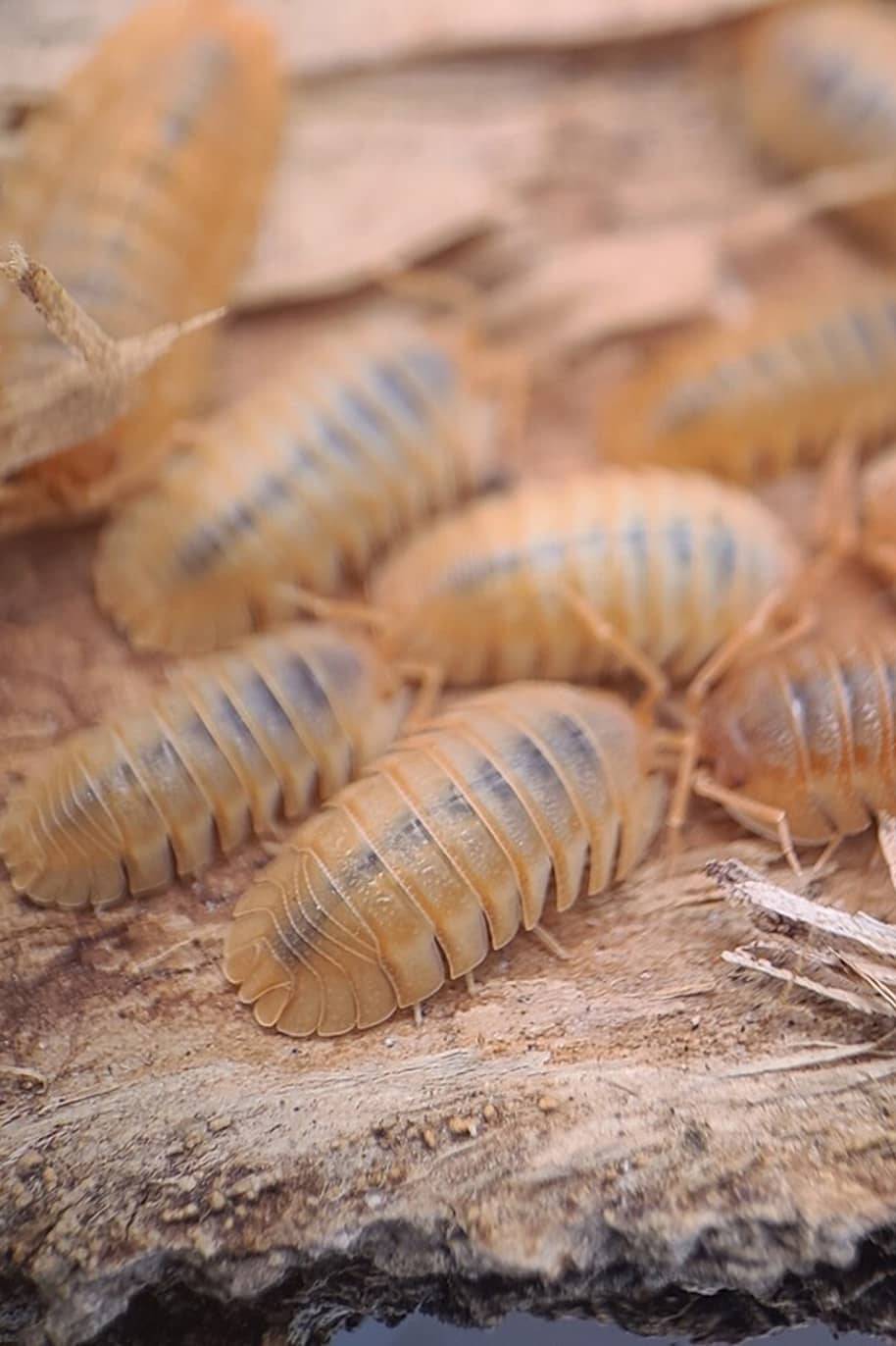 Armadillidium Pallasii Orange Isopods