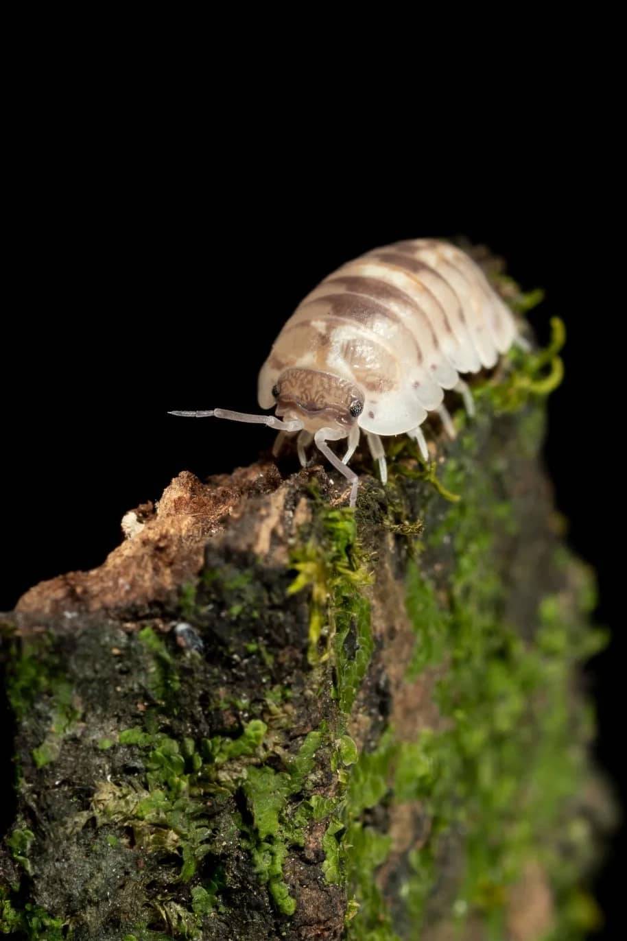 Armadillidium