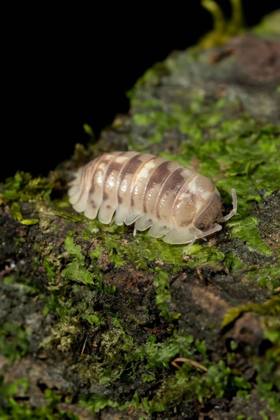 Armadillidium Pallasii Pied White & Black Isopods