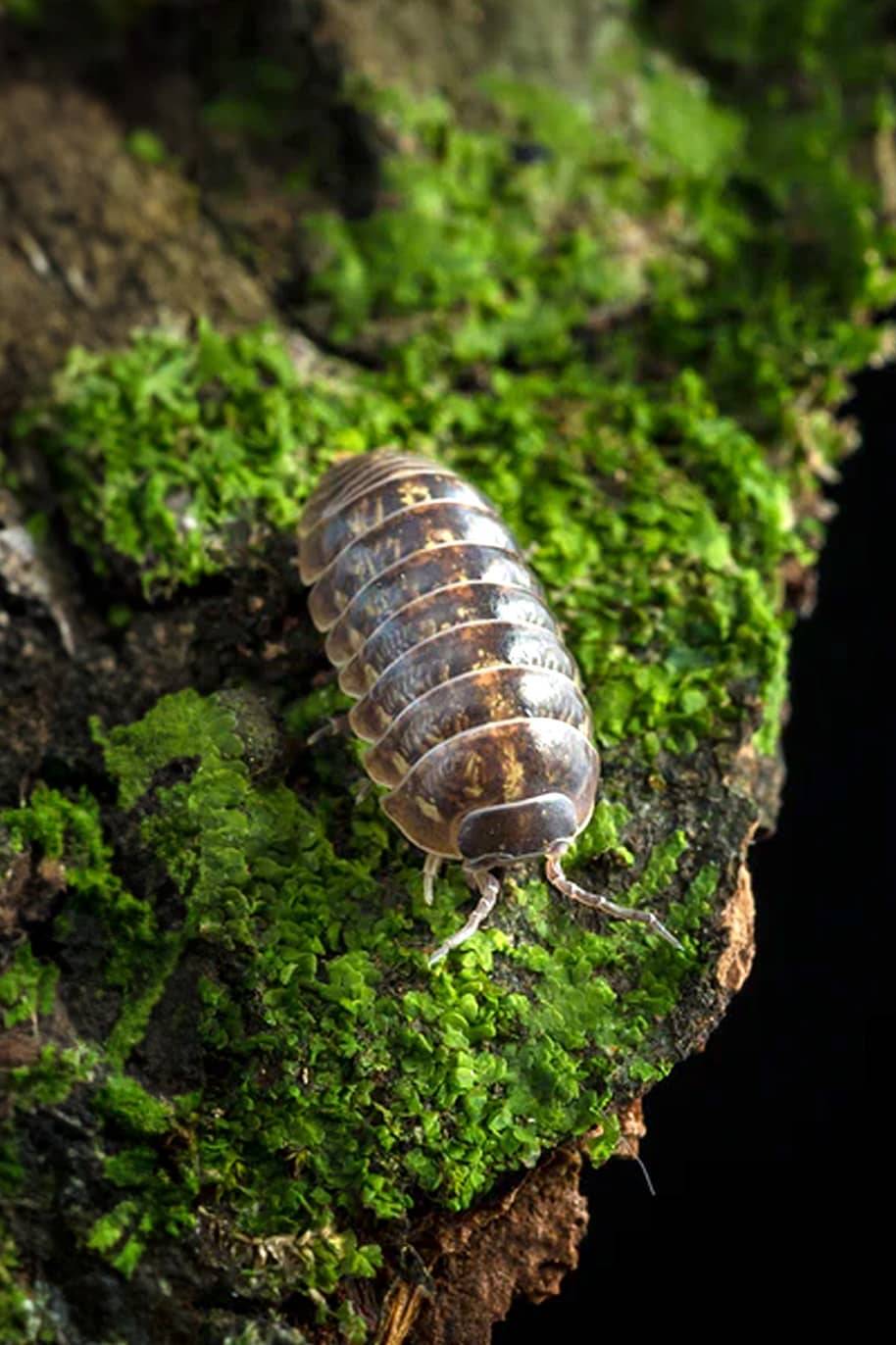 Armadillidium Santa Lucia Isopods