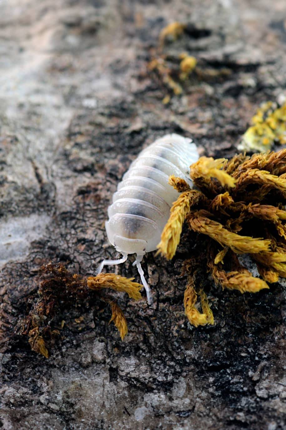 Armadillidium Granulatum White Pearl Isopods