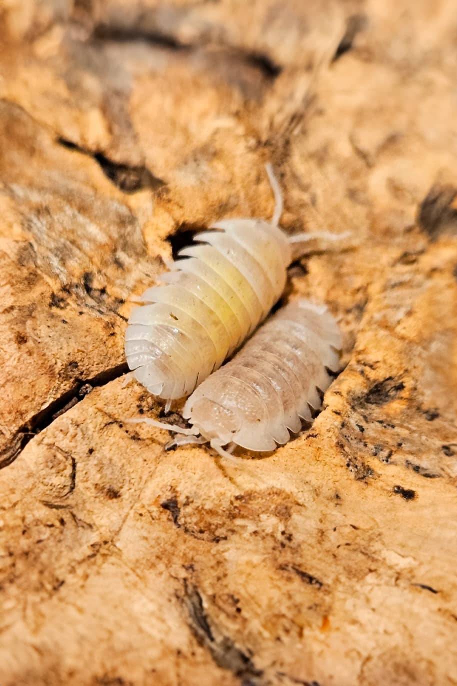 Armadillidium Granulatum White Pearl Isopods