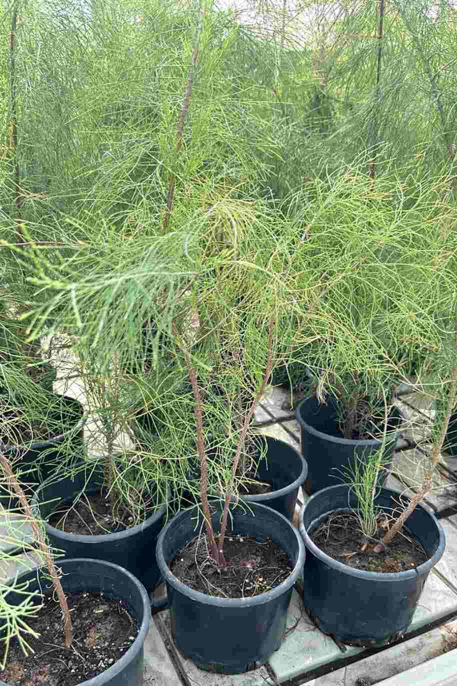 Purchase Small Australian Pine | Plantshop.me