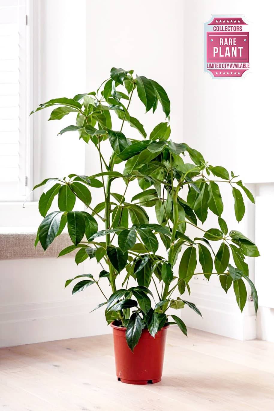 Australian Umbrella Tree indoor plant - indoor plants in Dubai