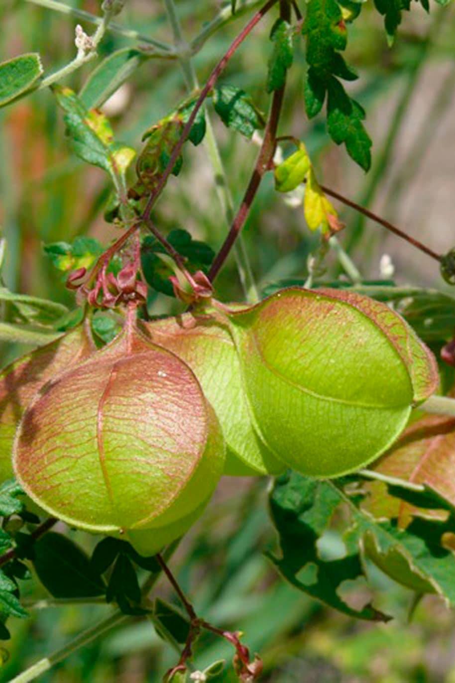 Balloon Vine Plant Seeds