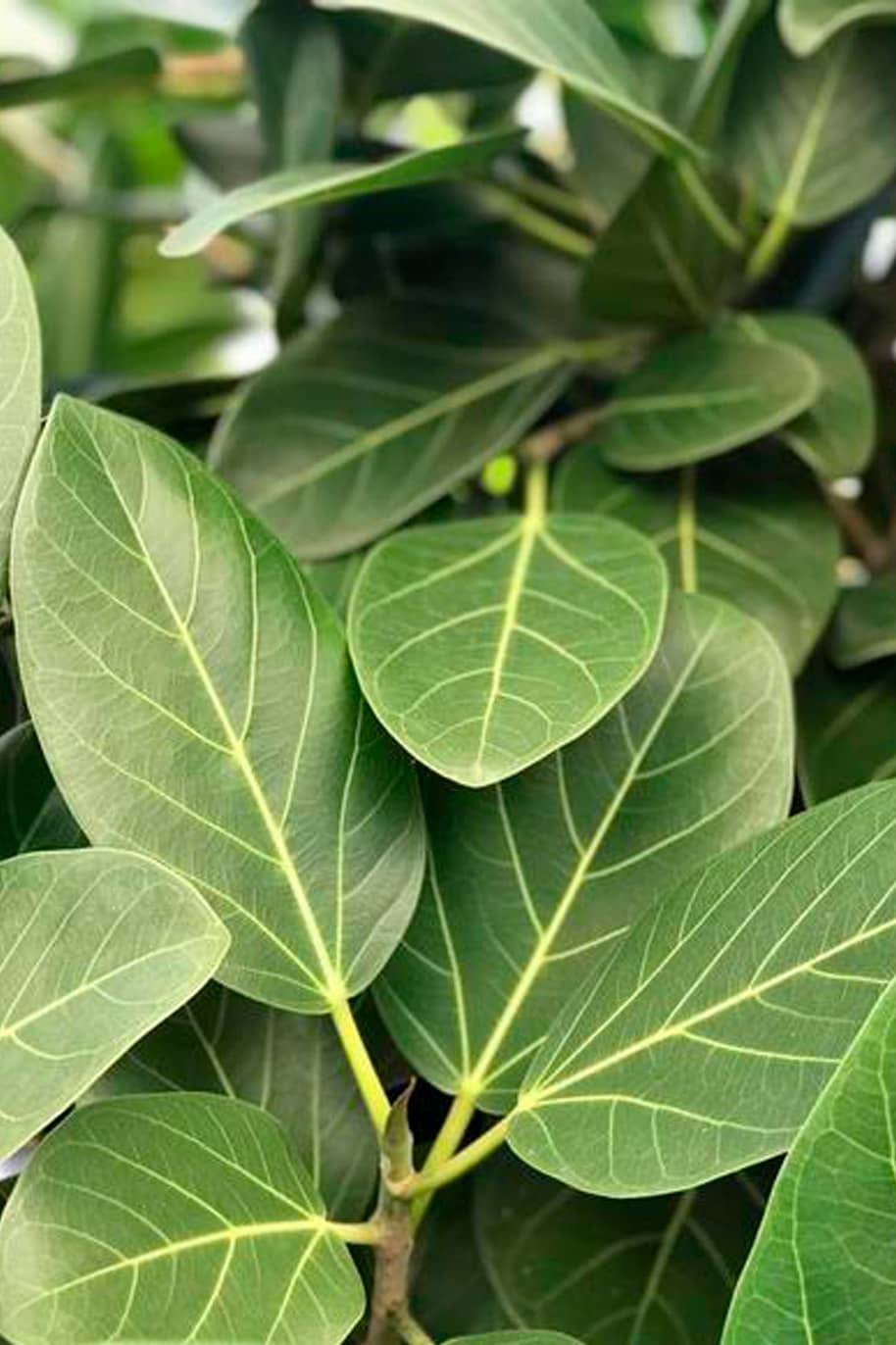 Ficus Benghalensis