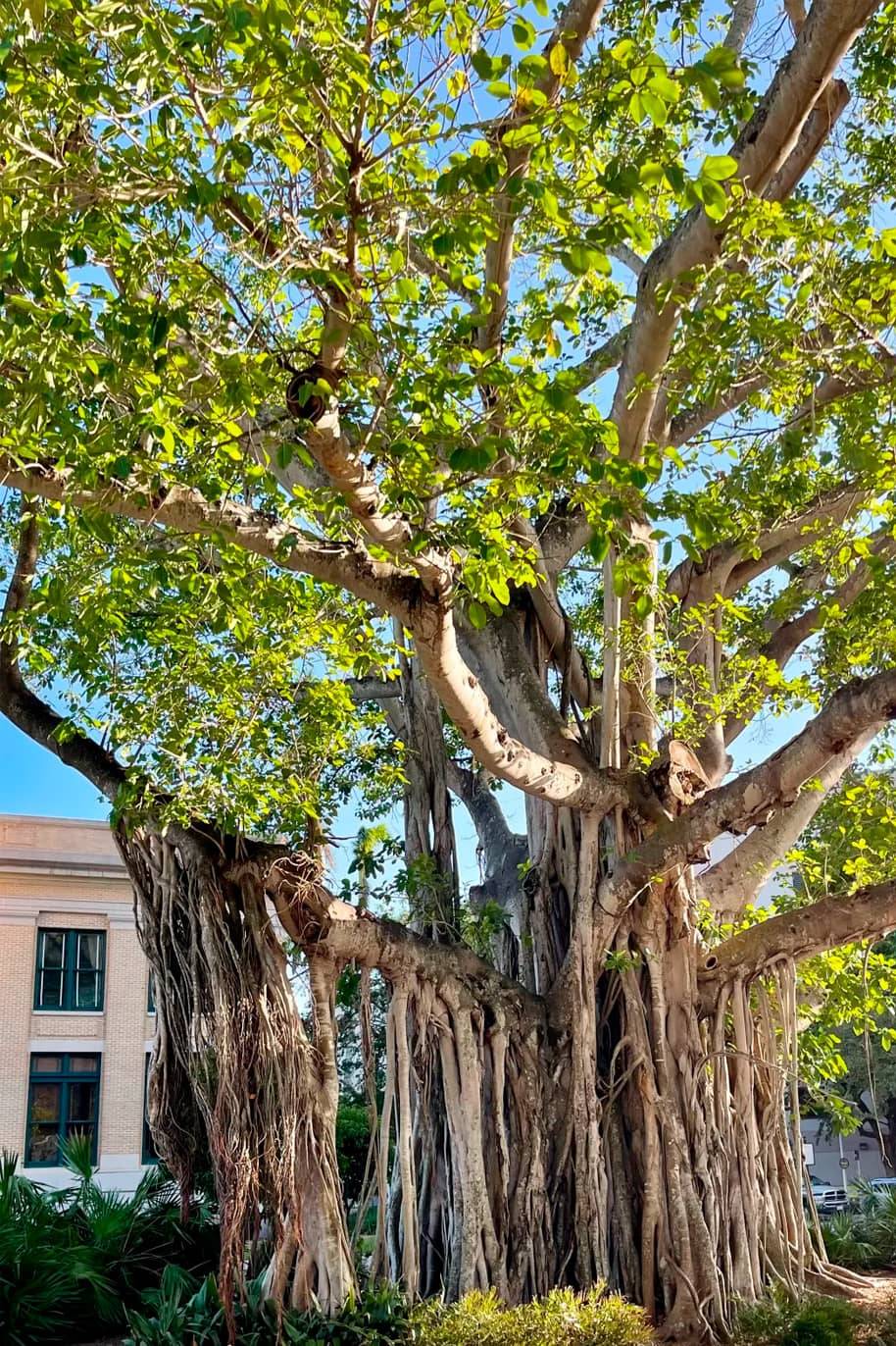 Banyan Tree Seeds