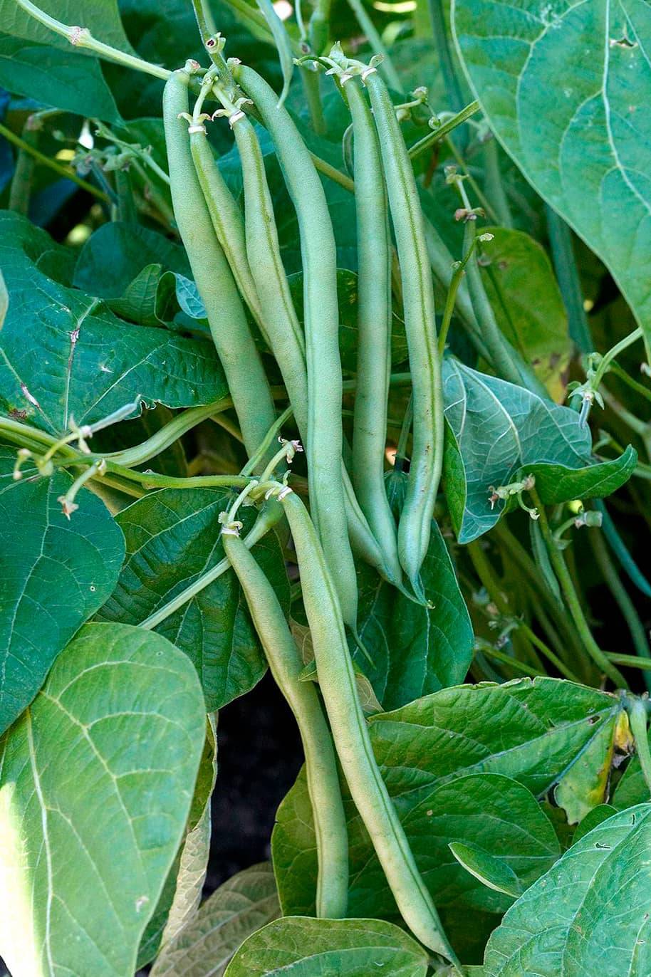 Beans Blue Lake Seeds