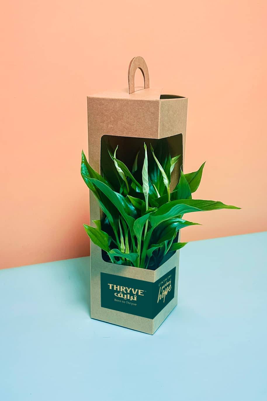 Boxed Plant Gift