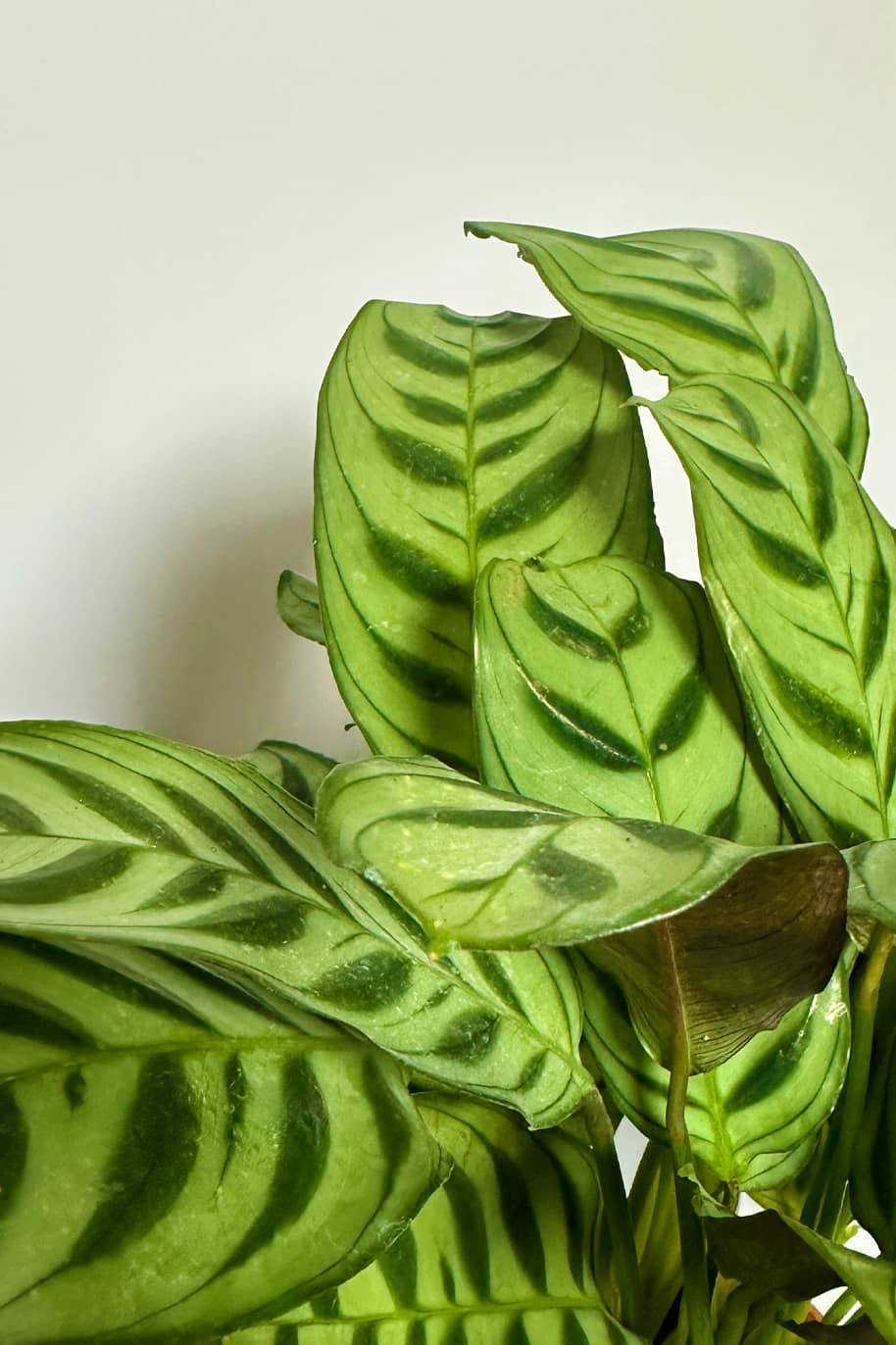 Calathea Fishbone