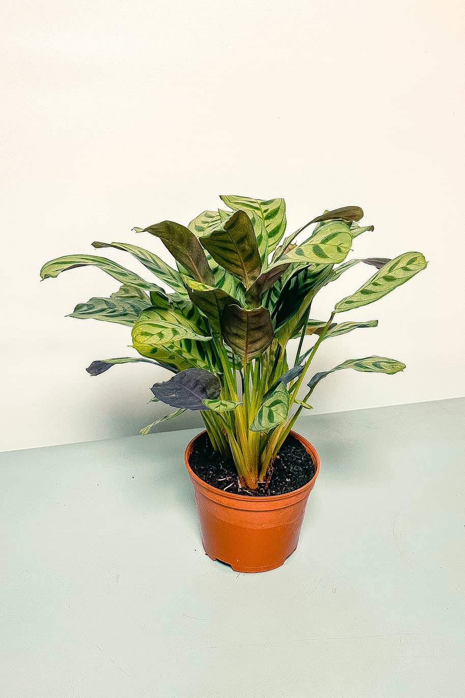 Calathea Fishbone