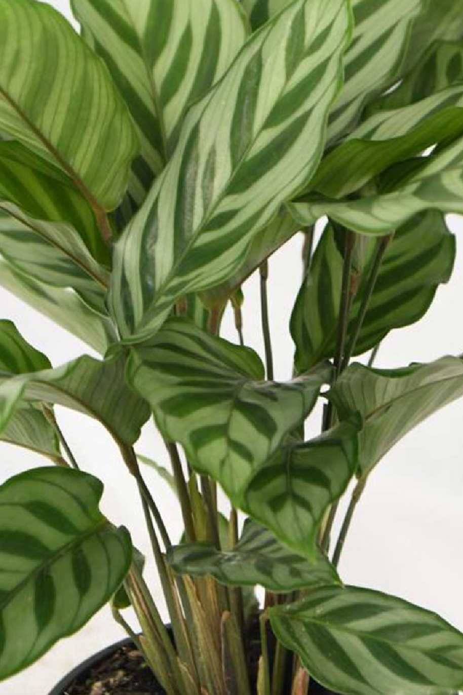 Calathea Goeppertia