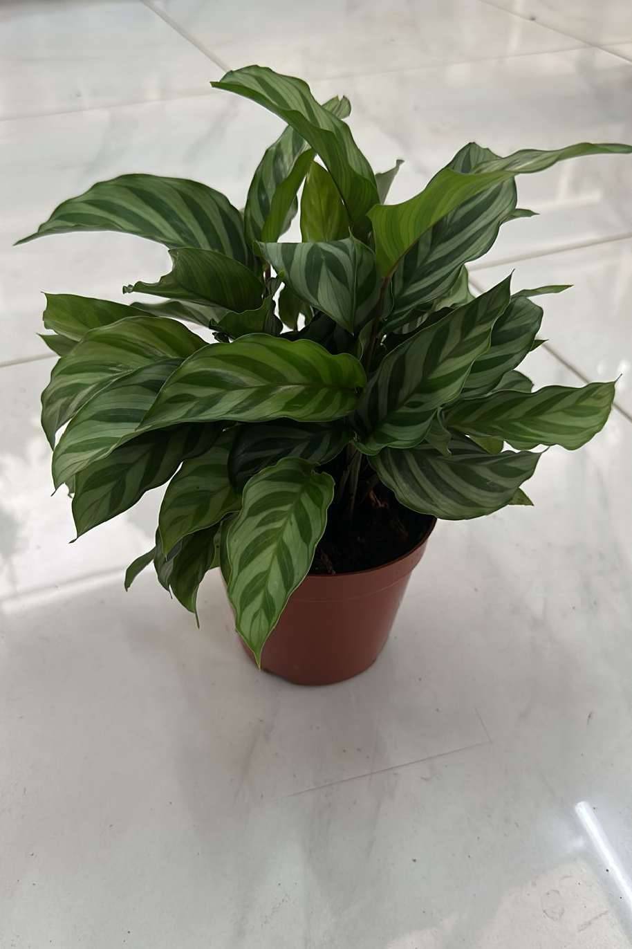 Calathea Freddy