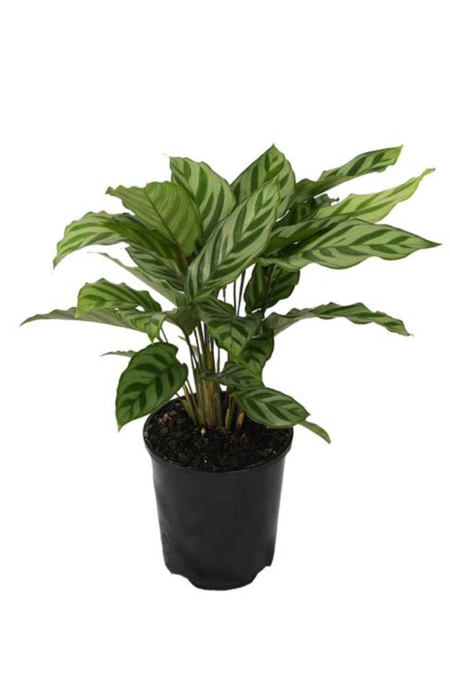 Calathea Freddy