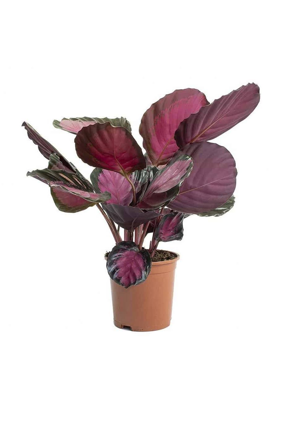 Calathea picturata Crimson - Indoor Plants | Plantshop.me