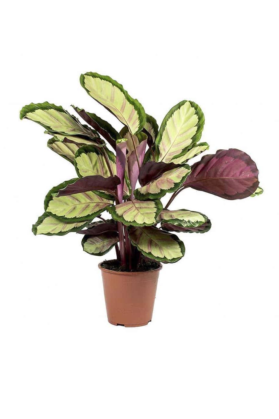 Calathea roseopicta Silvia - Indoor Plants | Plantshop.me