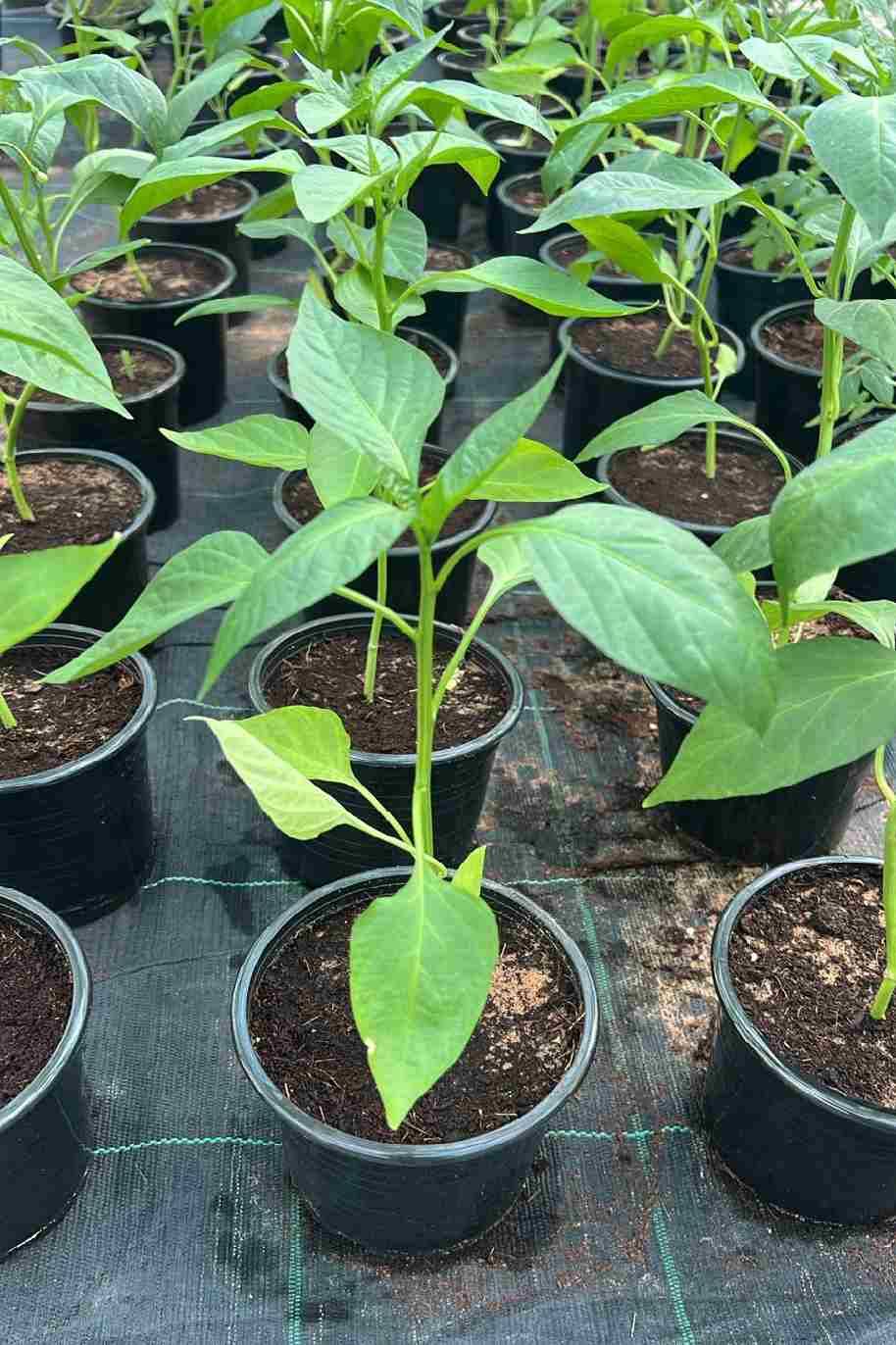 Capsicum Annuum