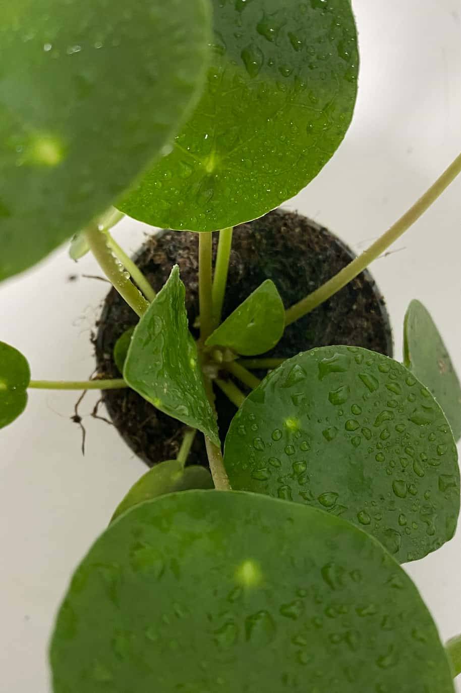 Pilea Peperomioides