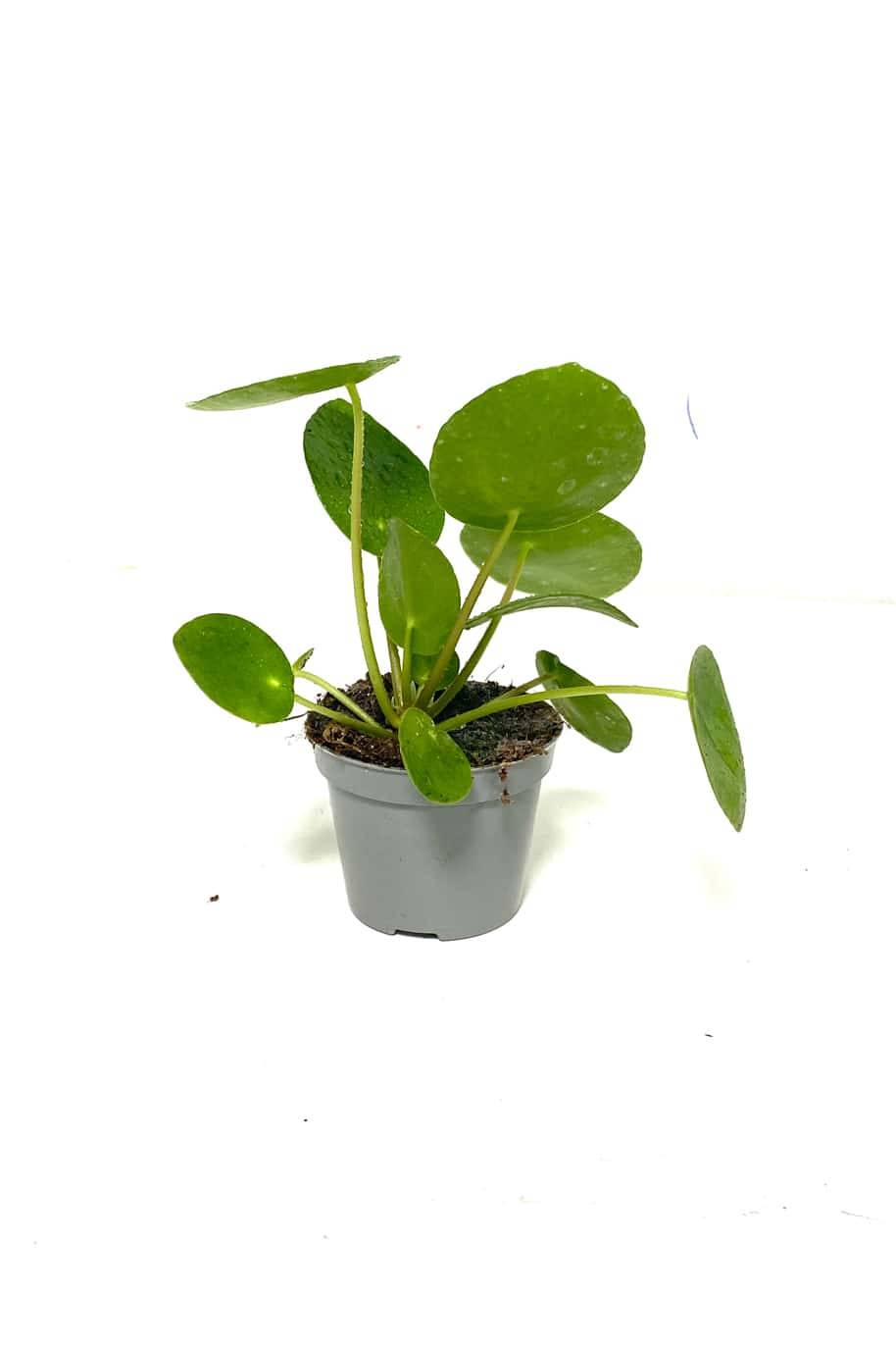 Chinese Money Plant Mini