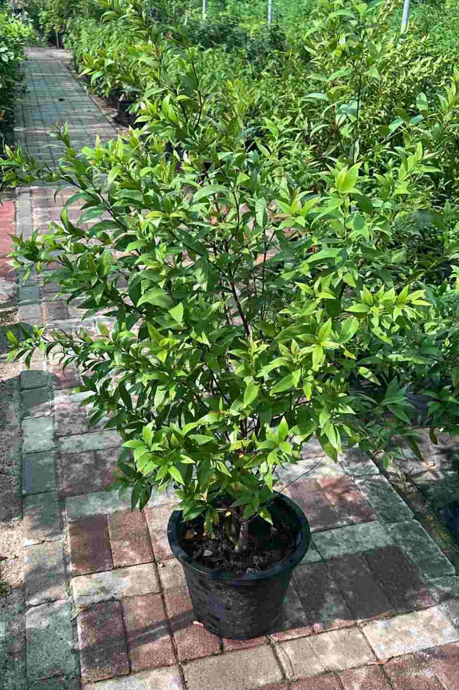 Syzygium Myrtifolium